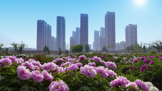 （菏澤牡丹與城市交相輝映。圖片來源：《崛起中的牡丹城》菏澤市攝影家協(xié)會 馬星魁）